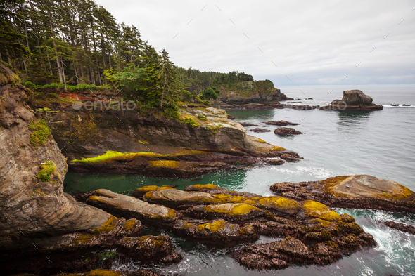 Olympic coast - Stock Photo - Images