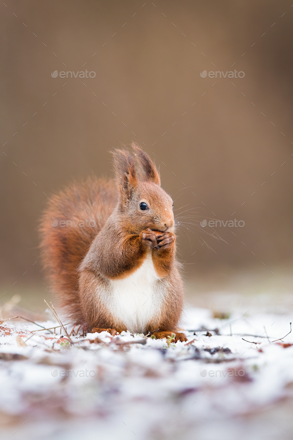 Vertical portrait of red squirrel in winter with copy space - Stock Photo - Images