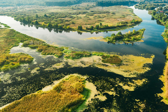 Aerial View Green Marsh And River Landscape In Summer Day.