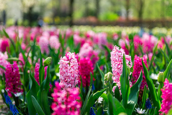 Flower gardens in the Netherlands - Stock Photo - Images