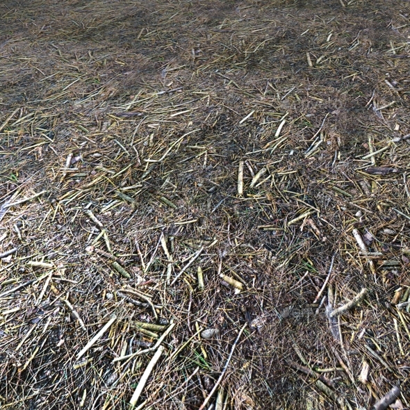 Pine Forest Ground Seamless Texture by Lucky_Fingers | 3DOcean