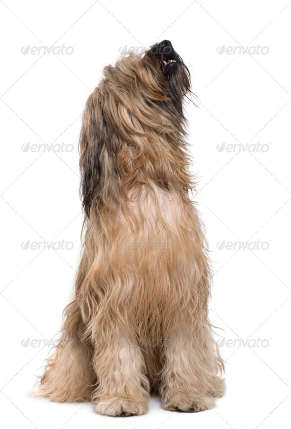 Briard dog, 14 months old, sitting in front of white background - Stock Photo - Images
