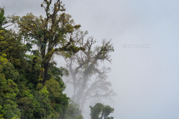 Foggy jungle Stock Photo by Galyna_Andrushko