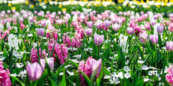 Flower gardens in the Netherlands - Stock Photo - Images