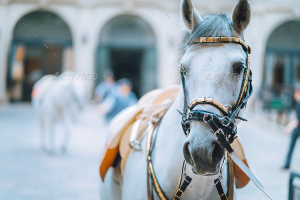 Portrait of the world famous Lipizzaner Stallion legendary White Stallions horse before show - Stock Photo - Images