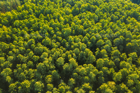 Aerial View Of Green Forest Landscape. Top View From High Attitude In Summer Evening. Natural - Stock Photo - Images