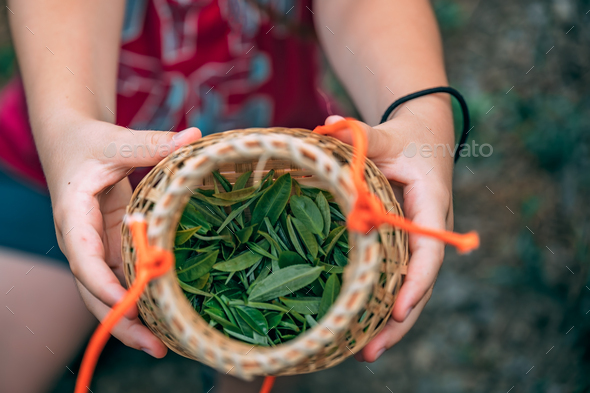 Woman hands holding freshly collected green tea leaves - Stock Photo - Images
