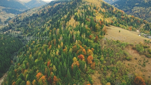 autumn mixed forest on carpathian mountain slope