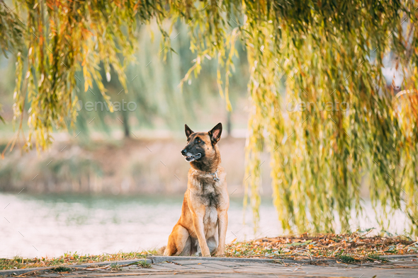 Malinois Dog Sitting Near Lake Under Tree Branches - Stock Photo - Images