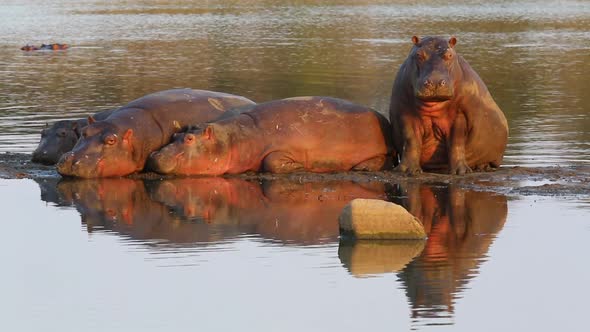 A hippo sitting next to a small pod of hippos resting, opens his mouth with water dripping out alt