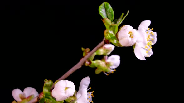 Flowering Fruit Tree Branches. White Flowers of a Cherry on a Black Background. Timelapse. Spring in