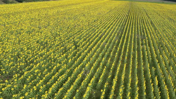 High above sunflower Helianthus annuus field before harvest 4K aerial footage