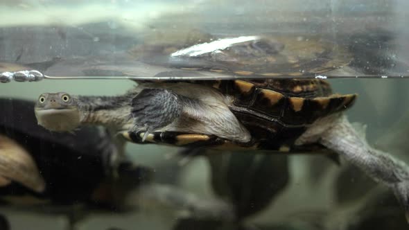 Curious Turtles Paddle In A Tank Of Water, CLOSE UP alt