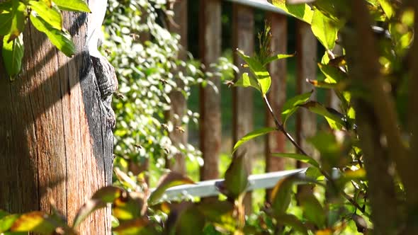 A man-made home for honey bees. Bees flying around their hive. alt
