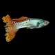Guppy, Poecilia reticulata White Snow isolated on black background - PhotoDune Item for Sale