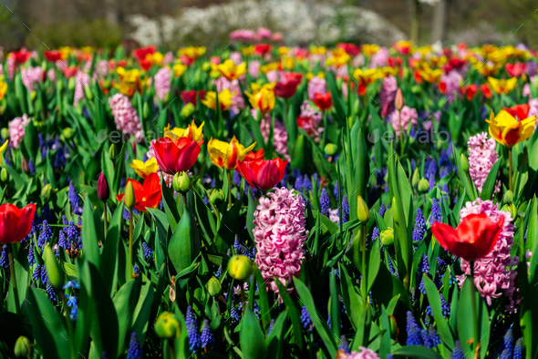 Flower gardens in the Netherlands - Stock Photo - Images