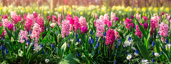 Flower gardens in the Netherlands - Stock Photo - Images