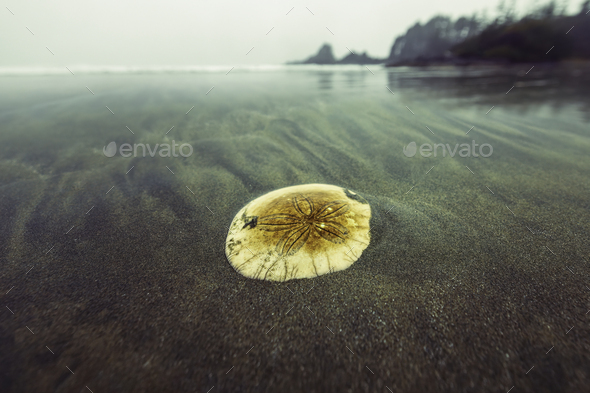 Sand dollar. Pacific coast - Stock Photo - Images