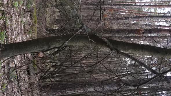 Vertical Video of Trees in a Pine Forest Slow Motion alt