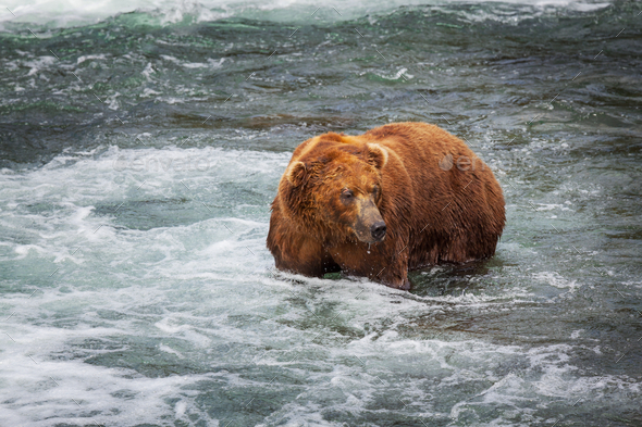 Bear on Alaska - Stock Photo - Images