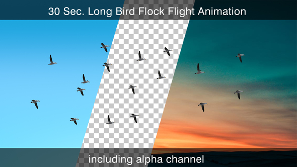 Flying Bird Flock With Alpha Channel