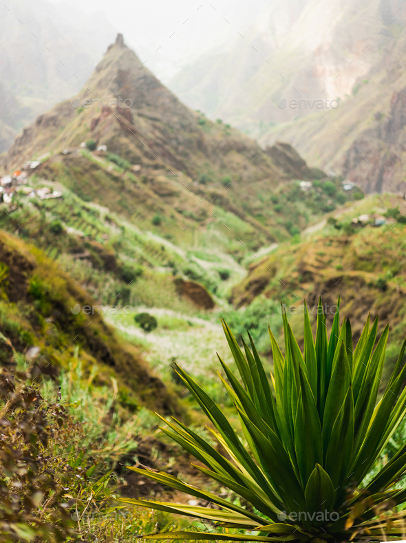 Agave plant with lombo de pico in Xo-xo valley in background. Trekking route 202 over Rabo Curto to - Stock Photo - Images