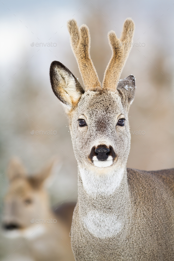 Detail of roe deer, capreolus capreolus, buck in winter - Stock Photo - Images