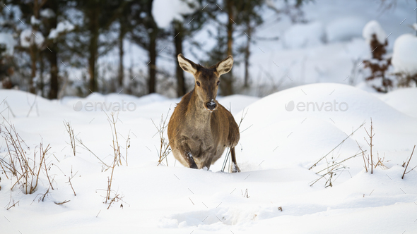 Red deer hind making a step in deep snow in winter - Stock Photo - Images