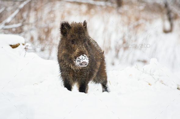 Young wild boar piglet with snow on snout looking curiously in wintertime - Stock Photo - Images