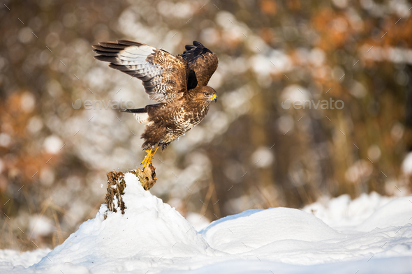 Buzzard taking of from a tree stump covered with snow in winter nature - Stock Photo - Images