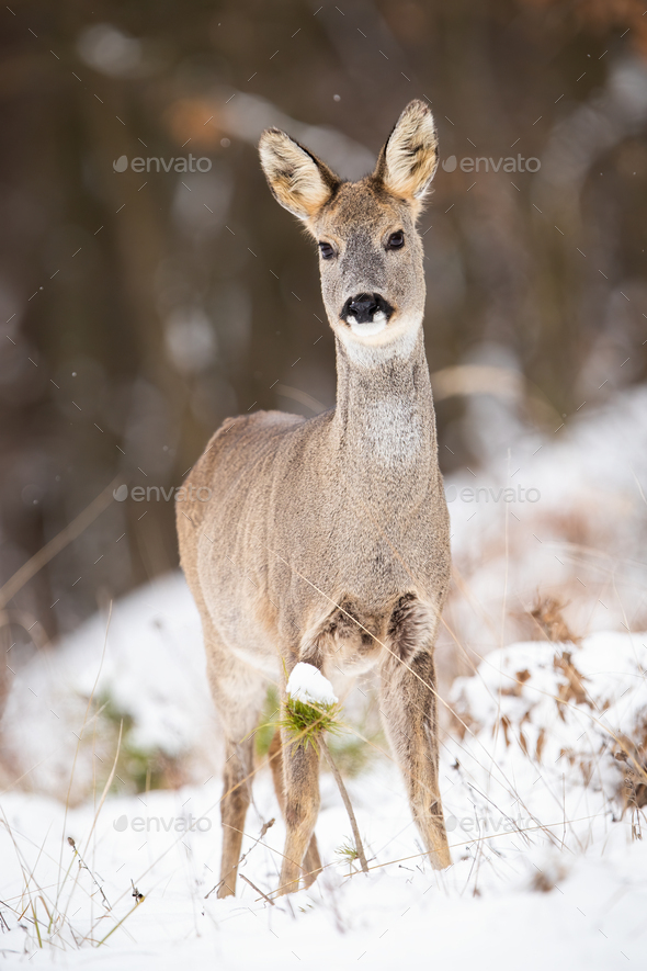 Attentive roe deer doe standing on a clearing in woodland on snow during winter - Stock Photo - Images