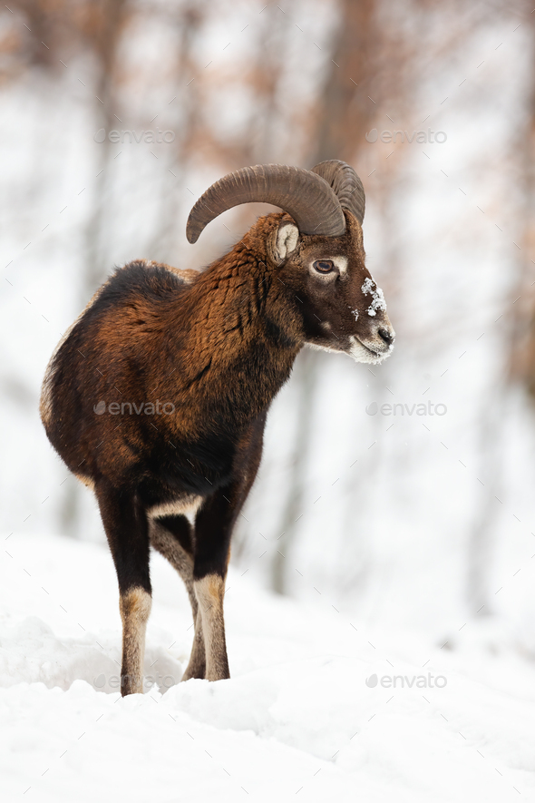 Mouflon ram with horns watching around in snowy forest - Stock Photo - Images
