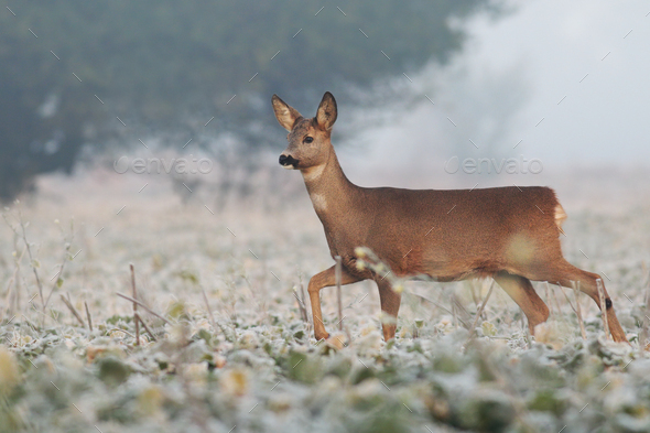 Roe deer doe walking through agricultural field in winter - Stock Photo - Images