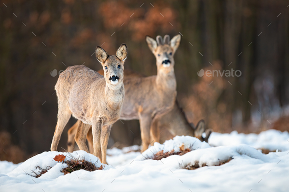 Roe deer doe and buck looking at camera in wintertime - Stock Photo - Images