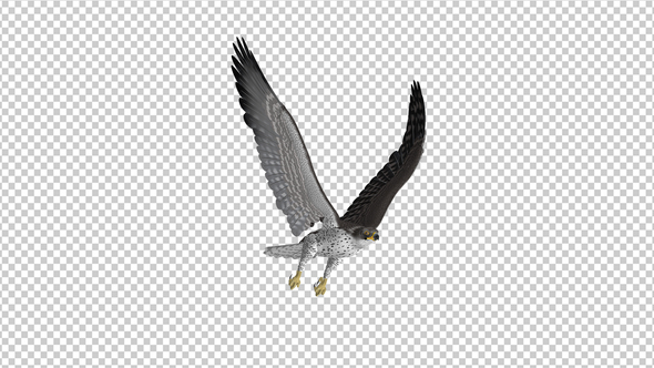 Prairie Falcon -  4K Flying Loop - Front Side Angle