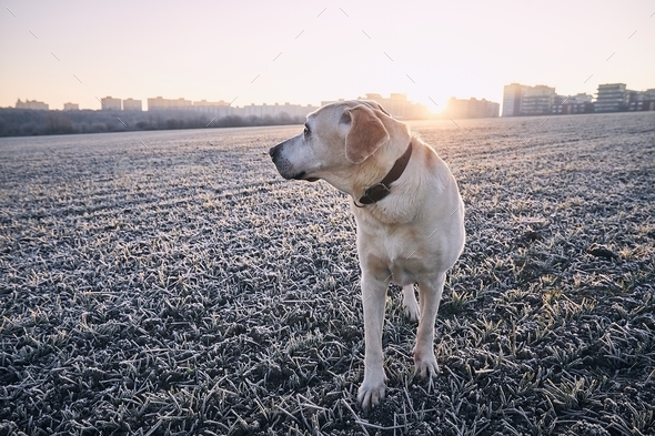 Labrador retriever against cityscape at sunrise - Stock Photo - Images
