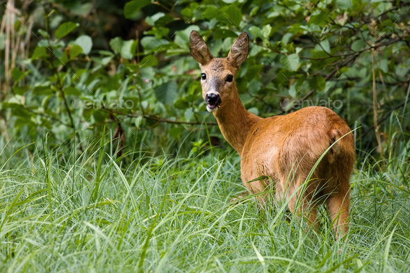 Sweet female of roe deer posing with open mouth in the tall grass - Stock Photo - Images
