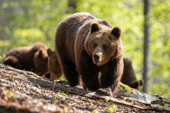 Mother brown bear leading her two cubs on the way through the forest - Stock Photo - Images