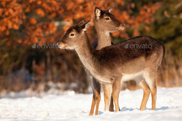 Wholesome fallow deer family standing close together in winter - Stock Photo - Images