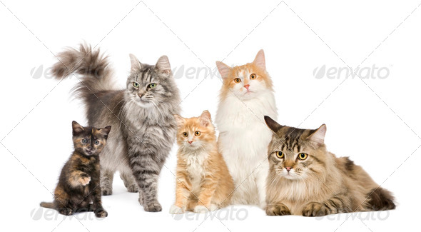 Group of 5 cats in a row : Norwegian, Siberian and persian cat - Stock Photo - Images