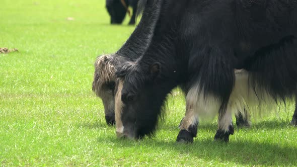 Yaks Grazing in the Meadow alt