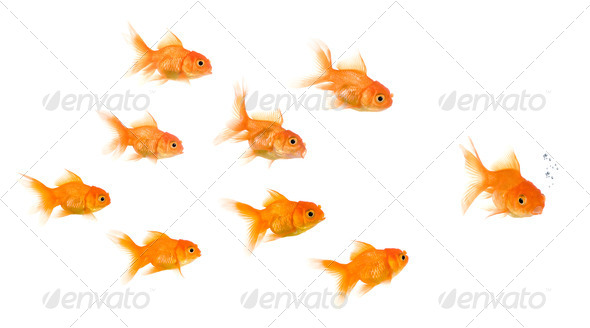 School of Goldfish - Stock Photo - Images