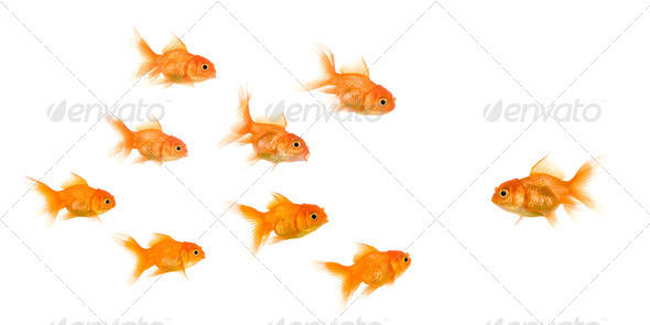 School of Goldfish - Stock Photo - Images