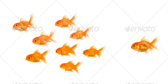 School of Goldfish - Stock Photo - Images