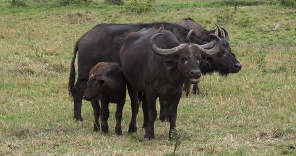 African Buffalo, syncerus caffer, Mother and Calf, Masai Mara Park in Kenya, Real Time 4K alt