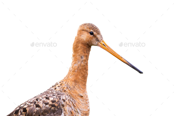 Portrait of Black-tailed godwit, limosa limosa, isolated on white background - Stock Photo - Images