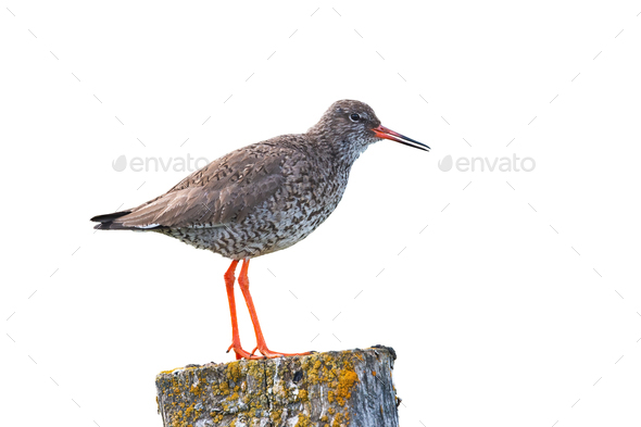 Common redshank, tringa totanus, standing on a pole isolated on white - Stock Photo - Images