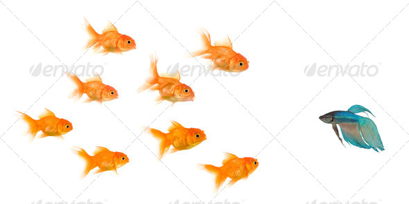 School of Goldfish - Stock Photo - Images