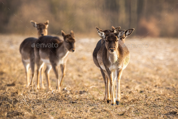 Front view of fallow deer herd approaching on a meadow in spring - Stock Photo - Images