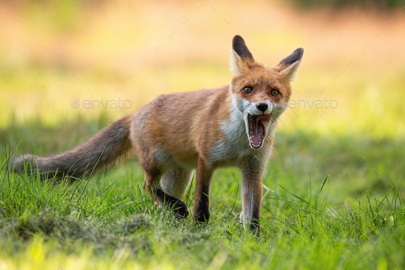 Red fox cub yawning with mouth open and licking with pink tongue - Stock Photo - Images